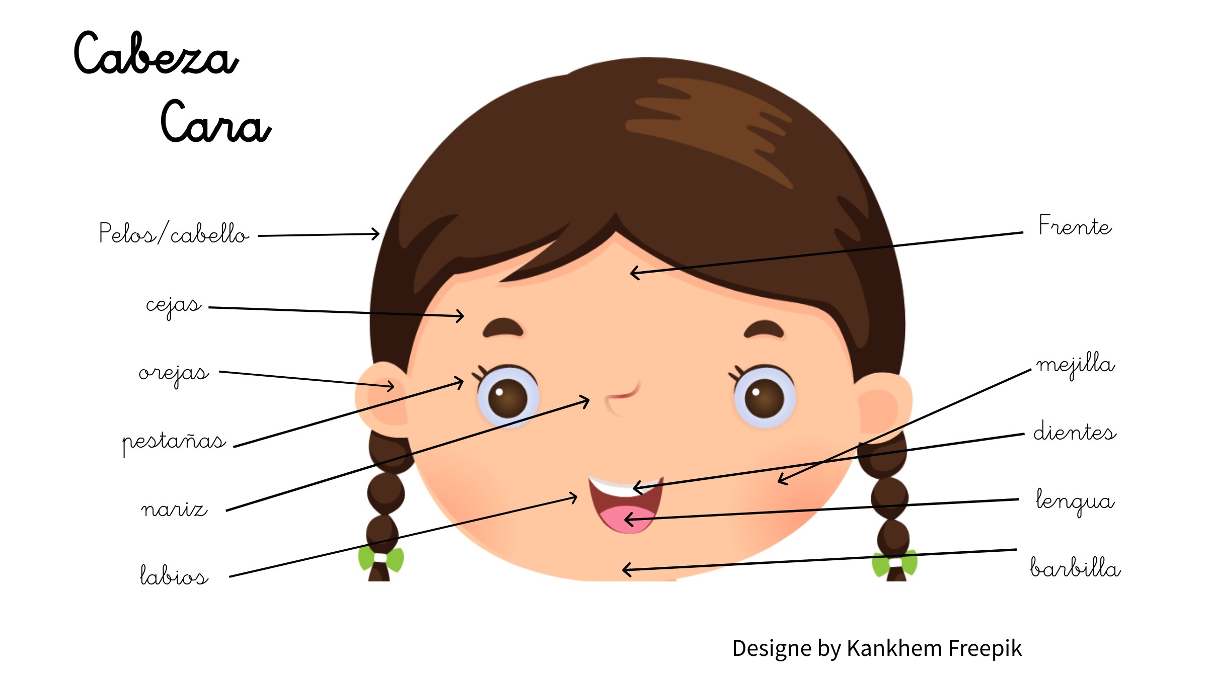 Imagen de la cabeza de una niña nombrando las distintas partes.