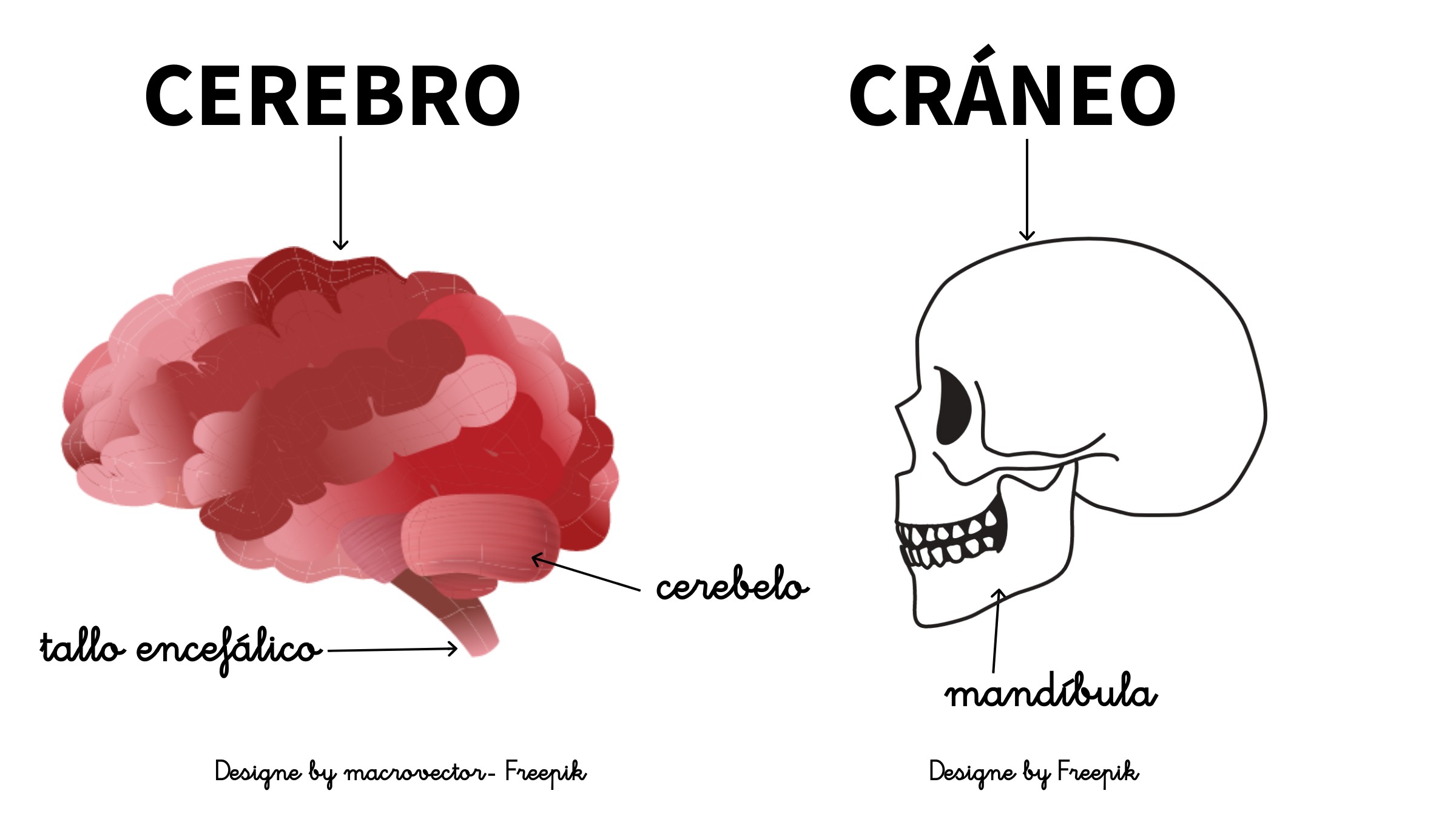 Partes del Interior de la cabeza; el cerebro y el cráneo