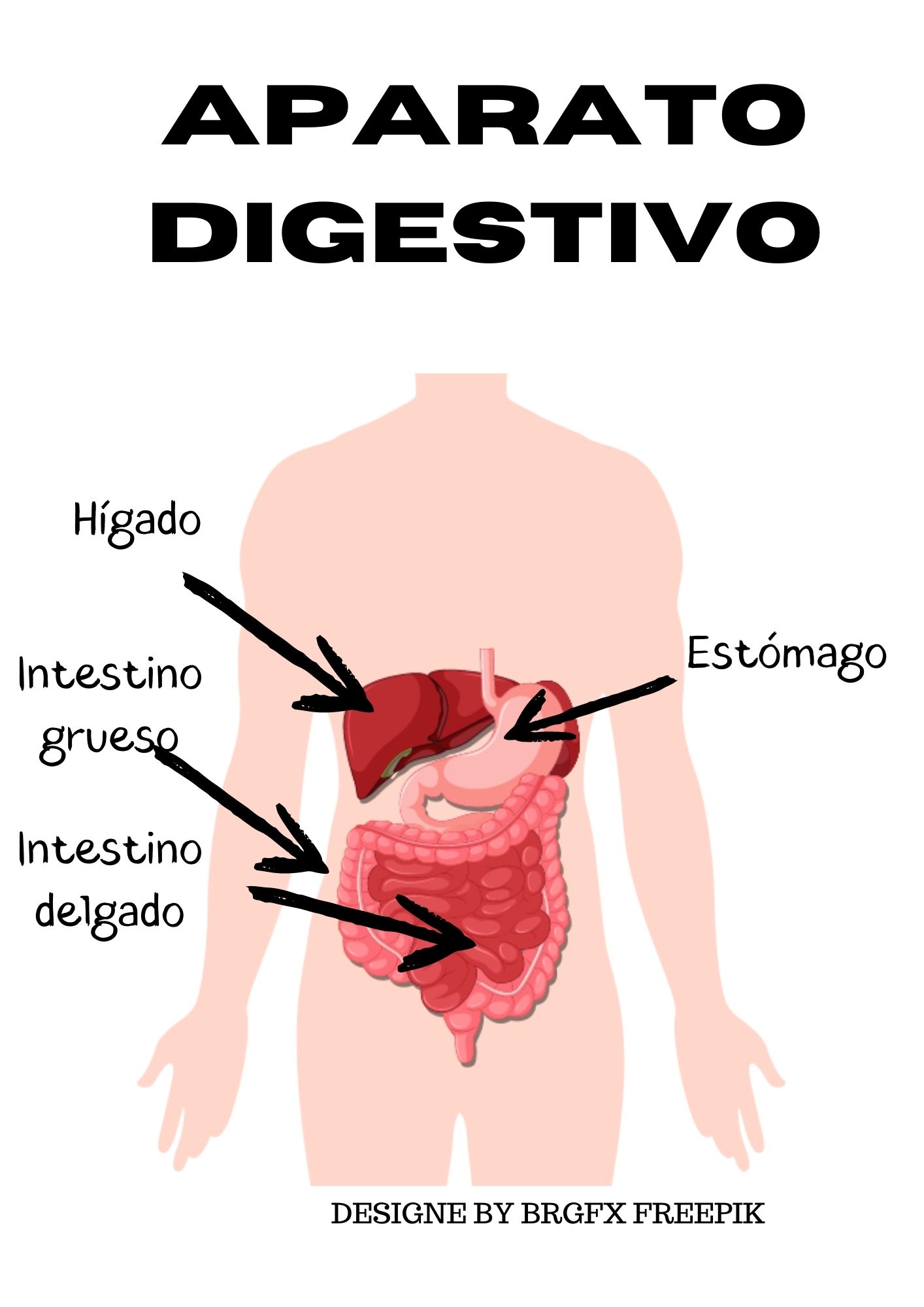 Imagen con algunas partes del aparato digestivo