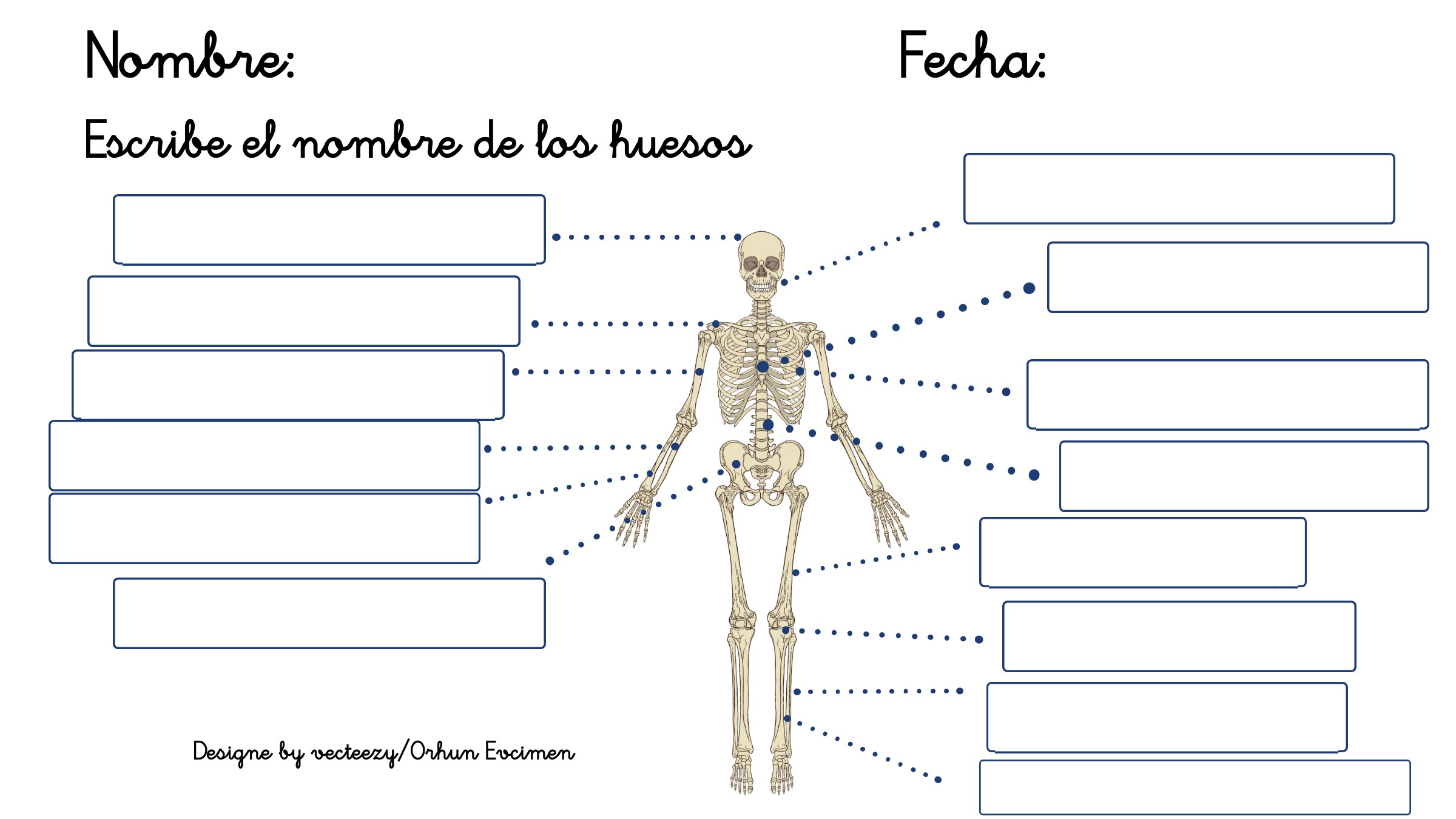 Imagen de un esqueleto, hay que escribir el nombre de los huesos donde corresponda.