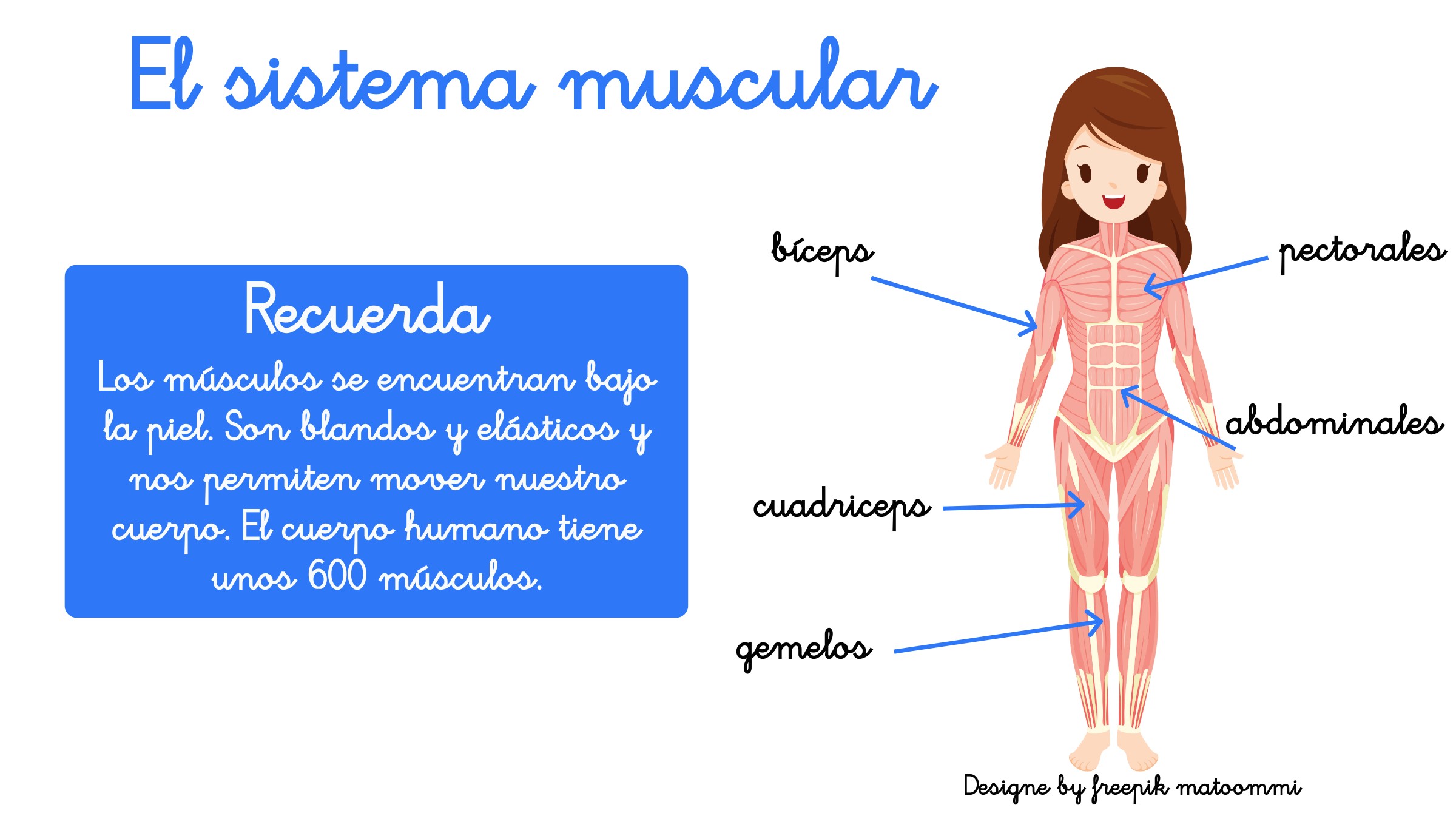 Una niña con la parte interior del cuerpo basado en el sistema muscular y el nombre de algunos músculos
