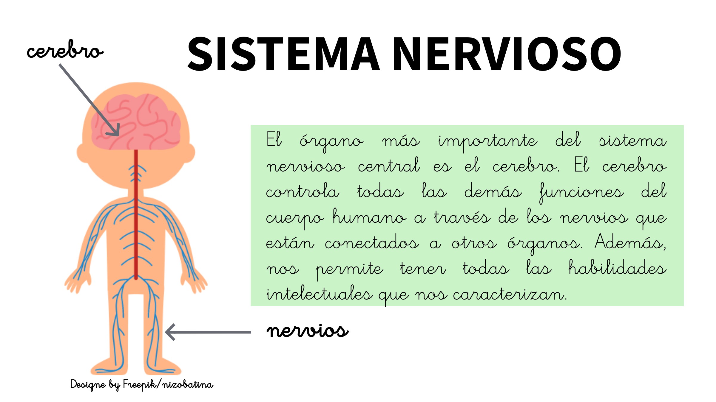 Explicación breve del sistema nervioso y su órgano principal