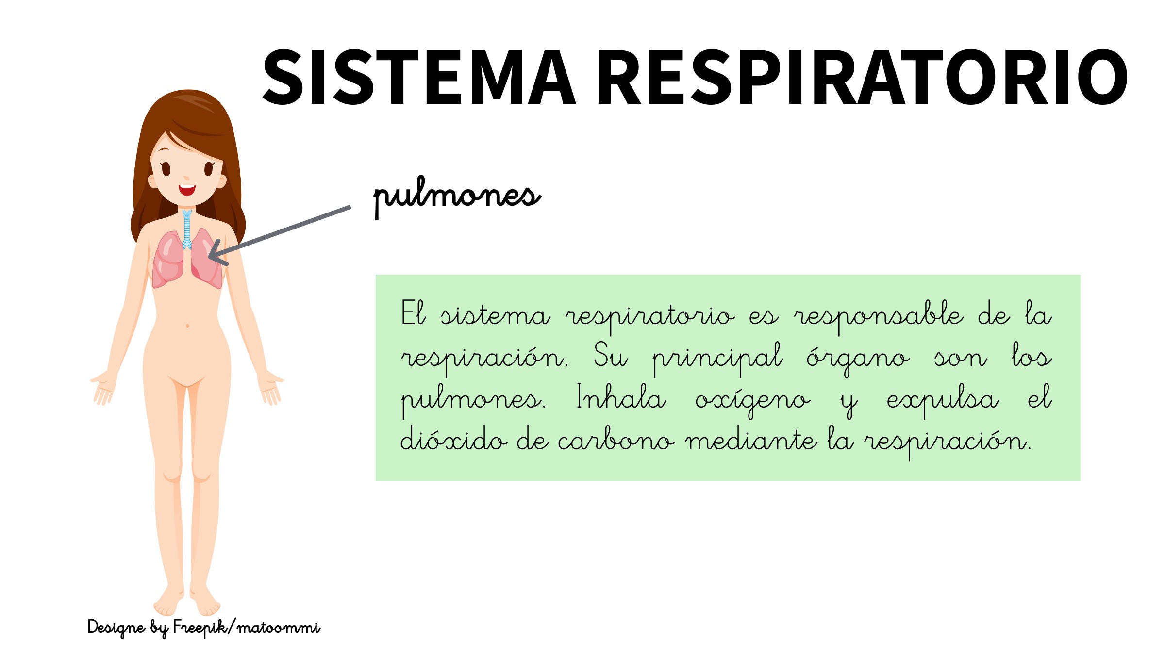 Breve explicación del sistema respiratorio 