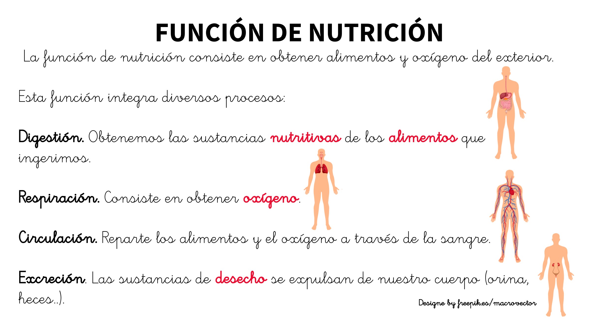 Breve explicación de la función de nutrición