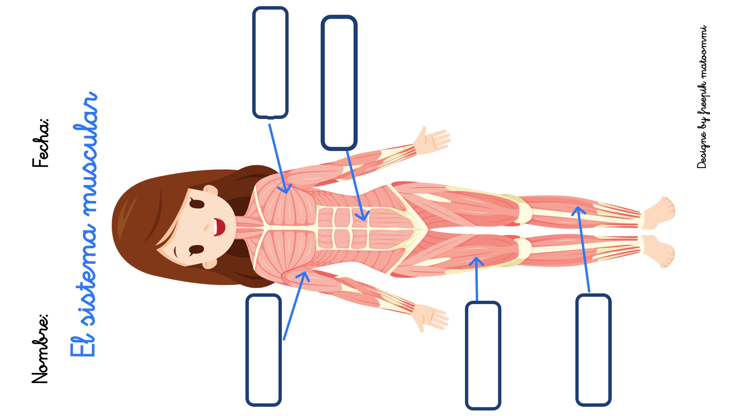 Imagen de una niña donde se observa el sistema muscular, y hay que escribir el nombre de algunos músculos
