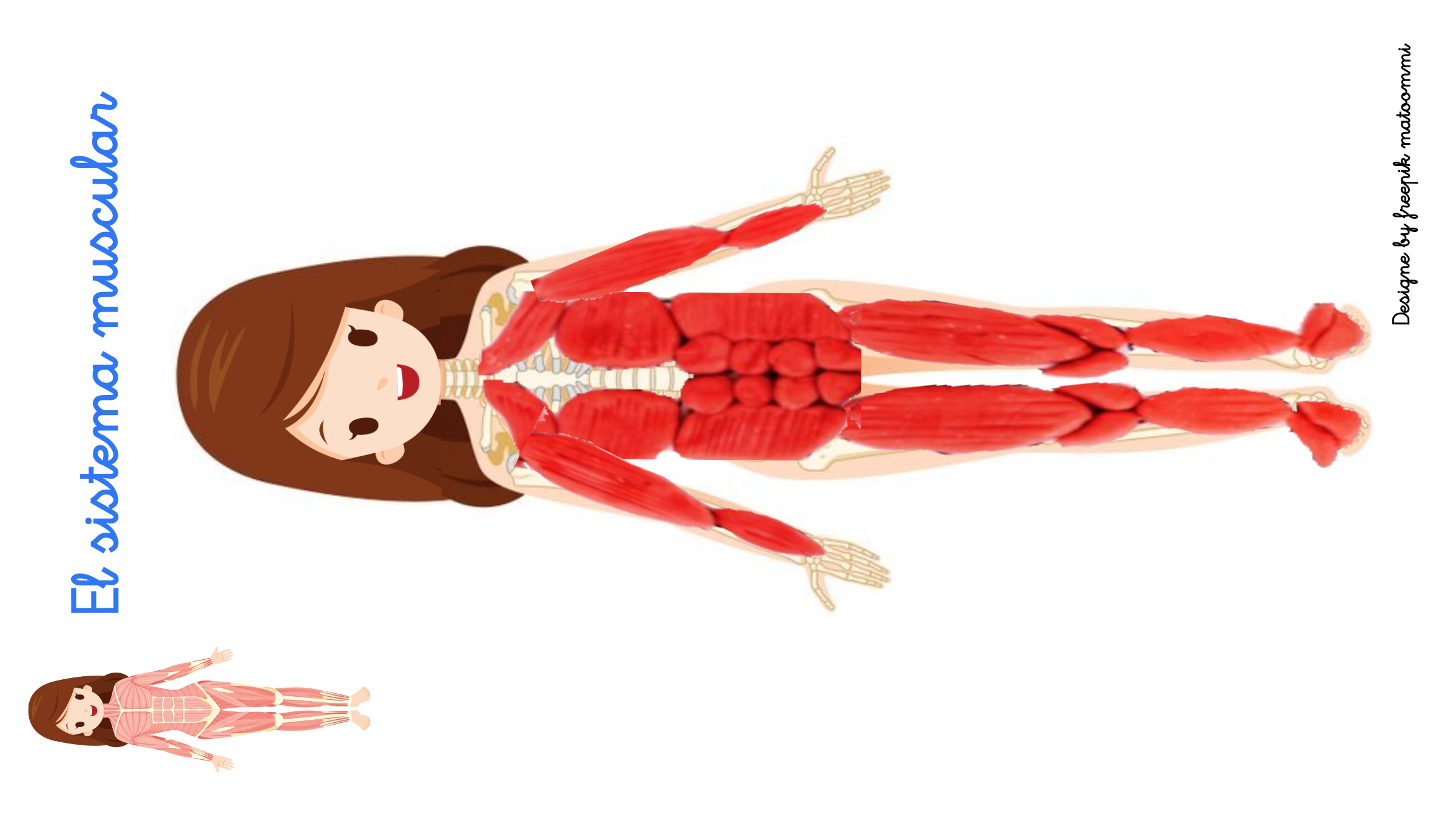 Plantilla de una niña cuyo interior es el sistema esquelético y encima plastilina roja formando los músculos