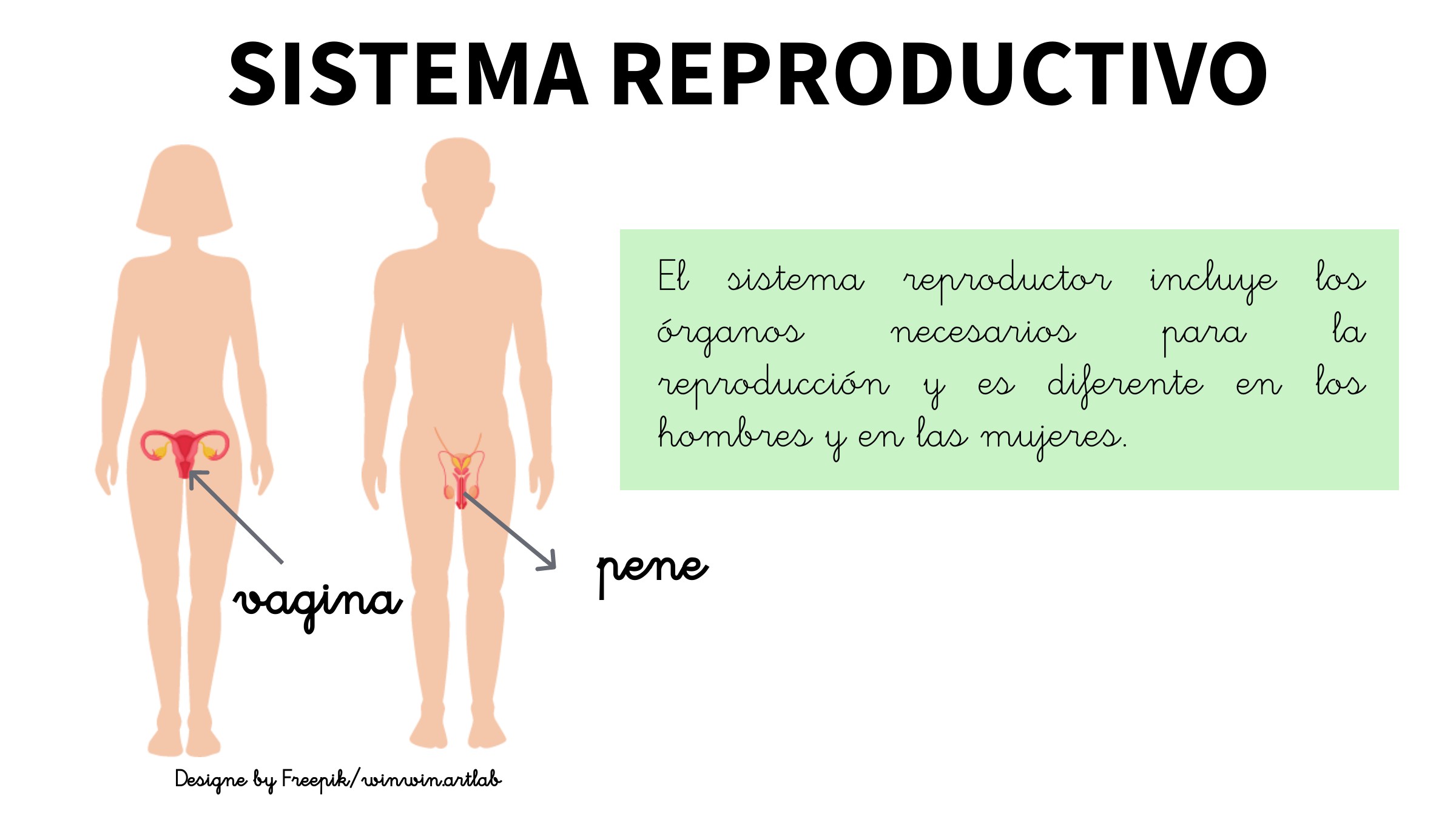 Breve descripción del sistema de reproducción
