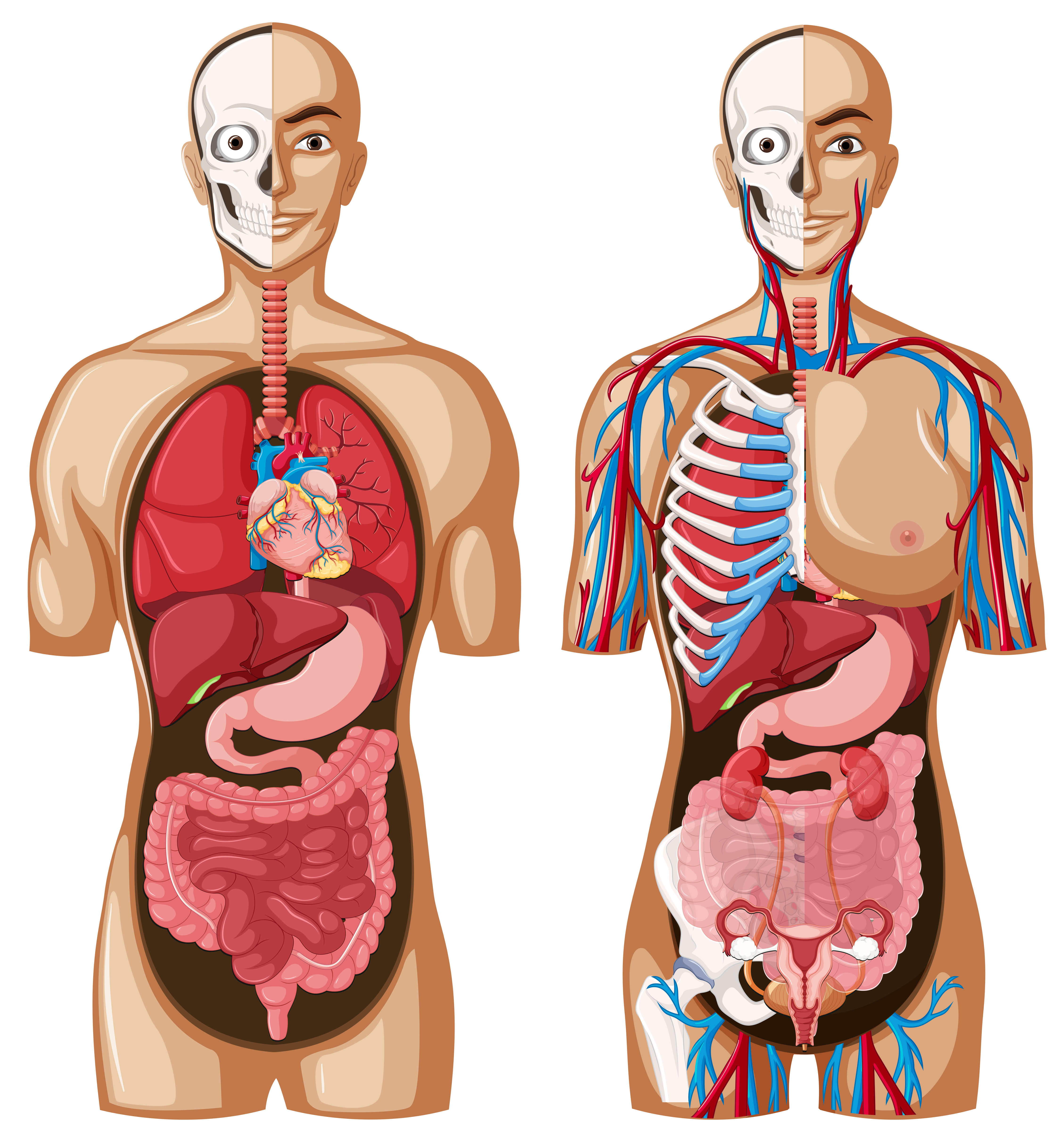 Imagen del cuerpo humano por dentro con sus órganos y sistemas