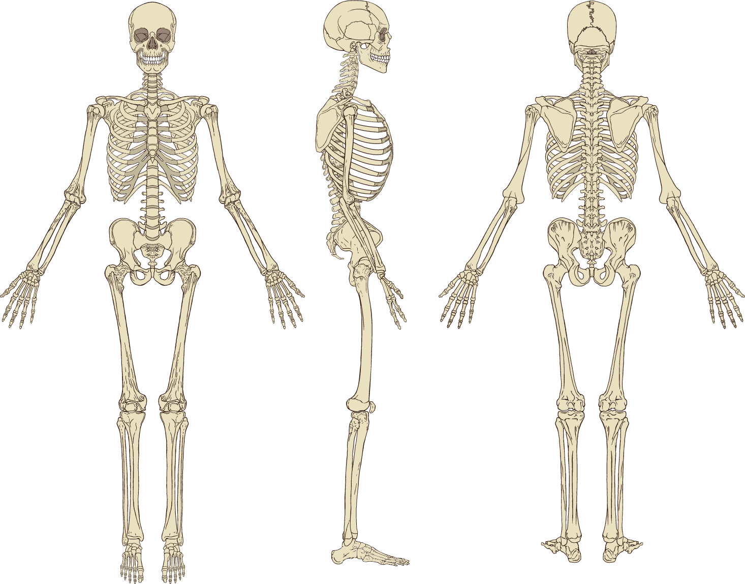Imagen de un esqueleto vista de frente, de lado y de espalda
