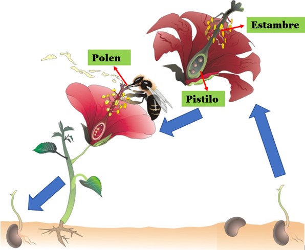 Reproducción sexual de las plantas como se crea una planta