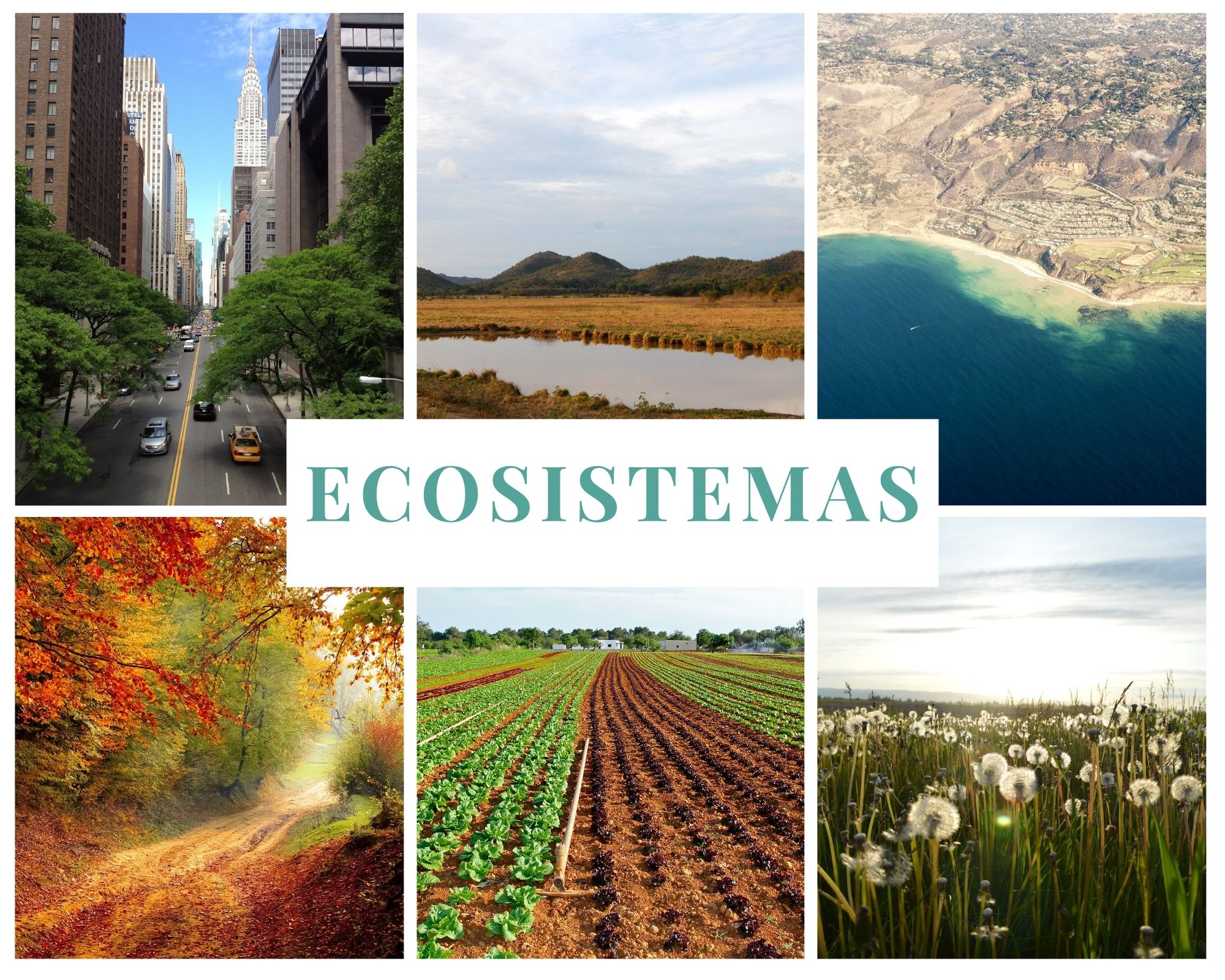 Collage de fotos de ecosistemas