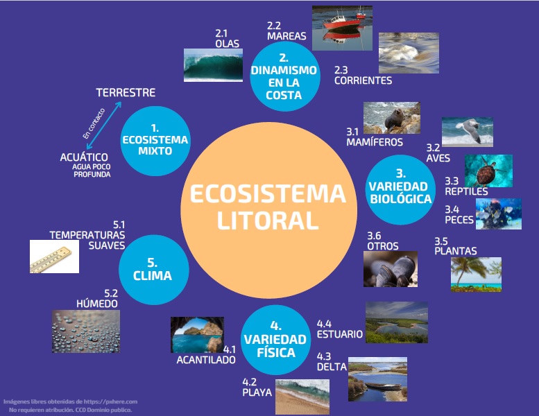 Mapa conceptual: ecosistema litoral