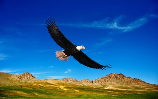 Águila volando por encima del monte