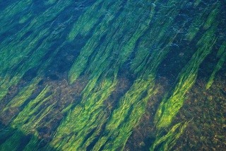 Algas realizando la fotosíntesis