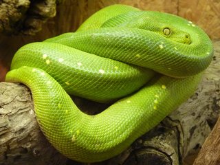 Serpiente verde enrollada a una rama