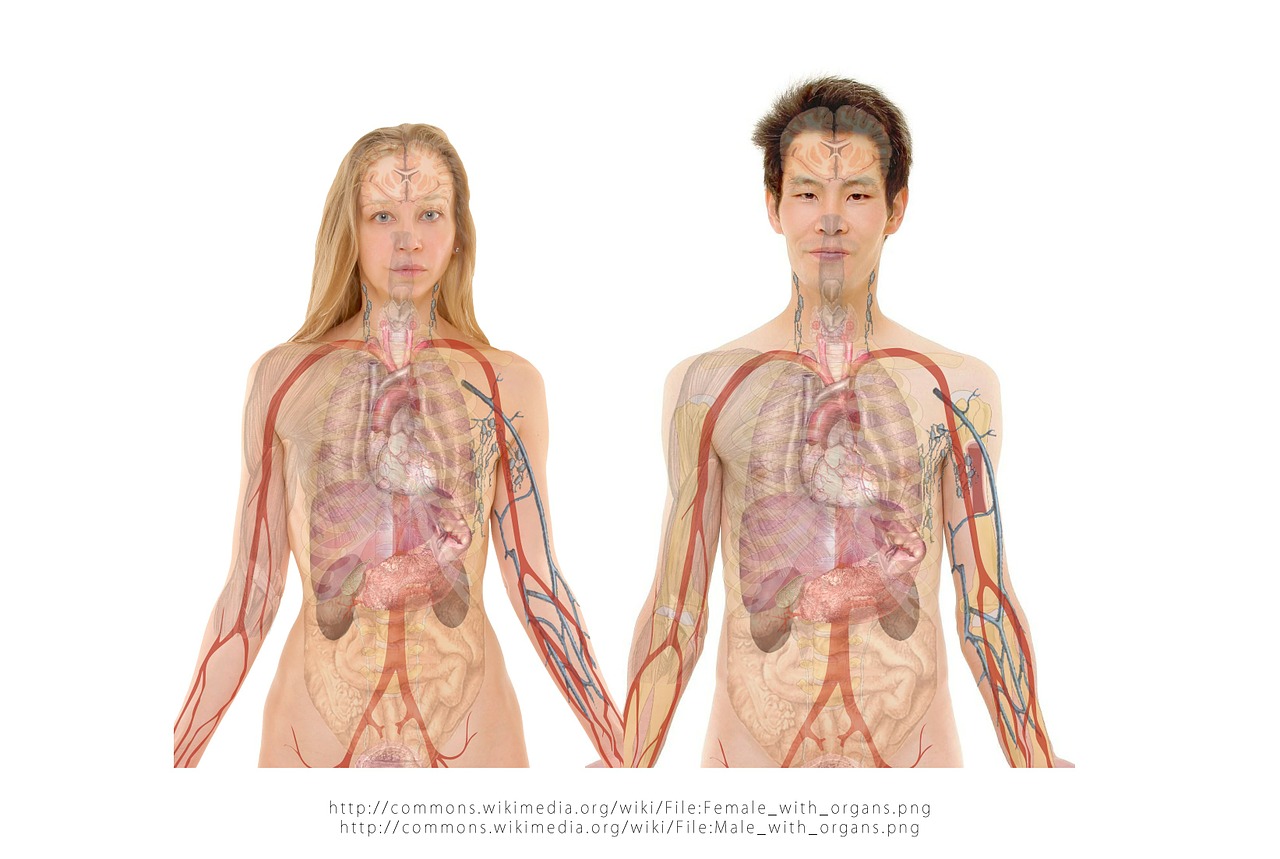 Anatomía del cuerpo de un chico y una chica visionando sus aparatos y órganos internos.
