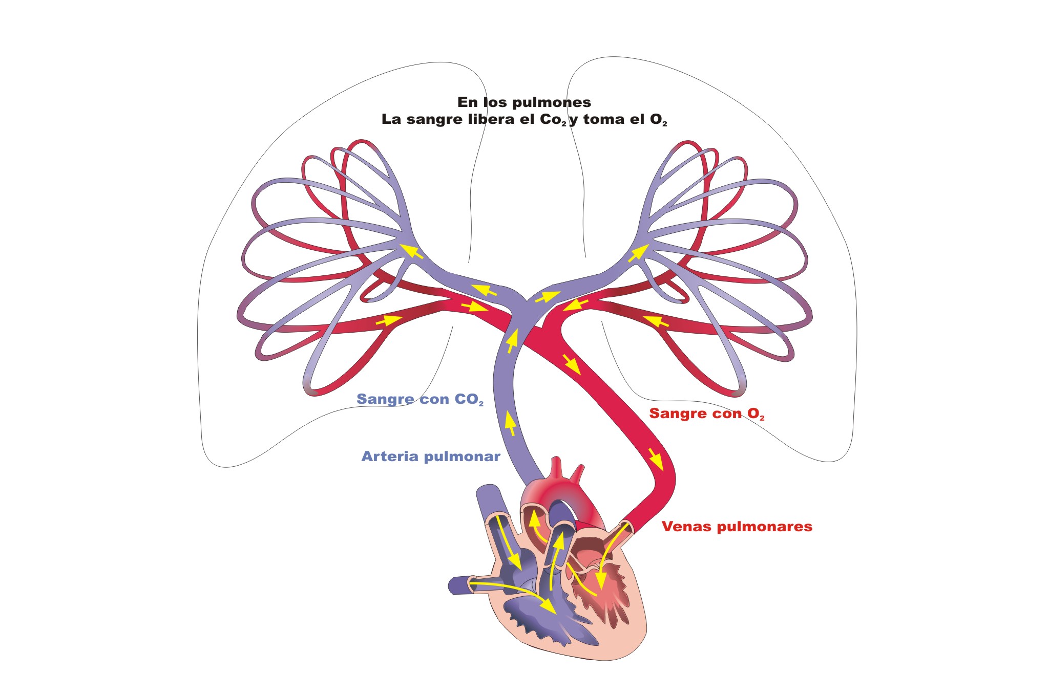 La circulación sanguínea | La circulación sanguínea y el aparato  circulatorio