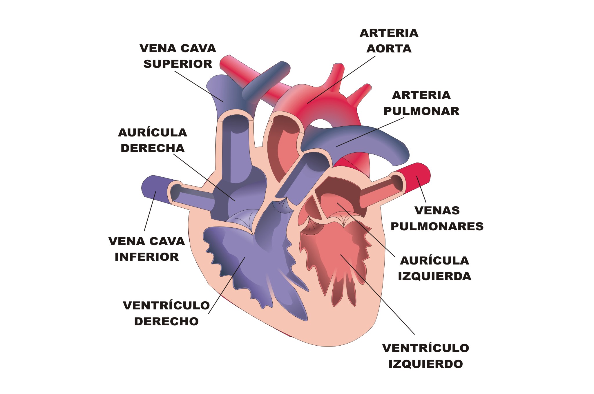 El aparato circulatorio | La circulación sanguínea y el aparato circulatorio