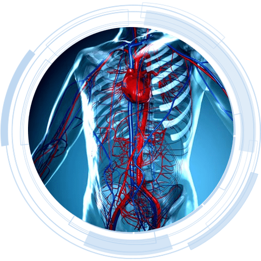 La circulación sanguínea en un cuerpo 3D
