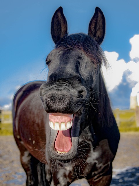 Un caballo parece que se ríe