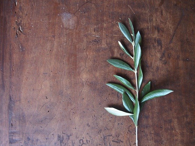 Rama de olivo sobre madera