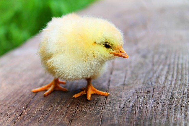 Fotografía de un pollito de color amarillo recién nacido. 