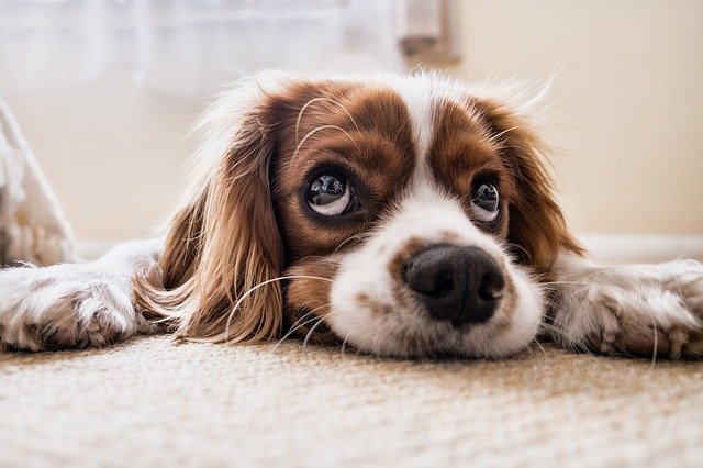 Fotografía de un primer plano de un perro que refleja un cierto cansancio