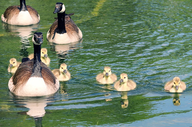 Fotografía en la que se ve a unas crías de pato en un estanque.