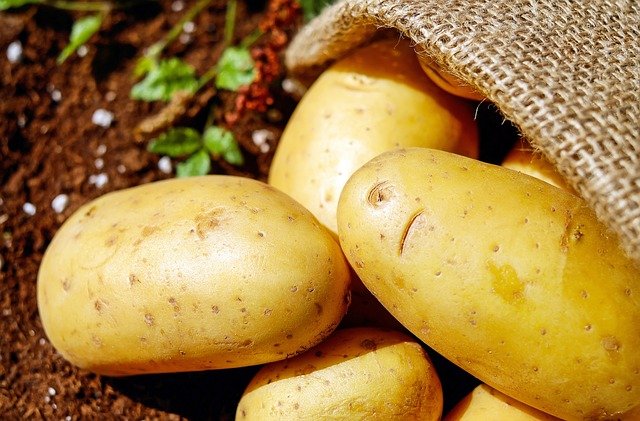 Fotografía de unas patatas recién sacadas del campo.