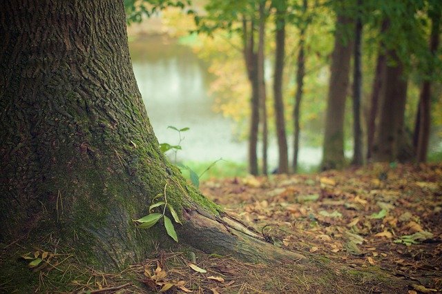 Fotografía de los troncos de unos árboles