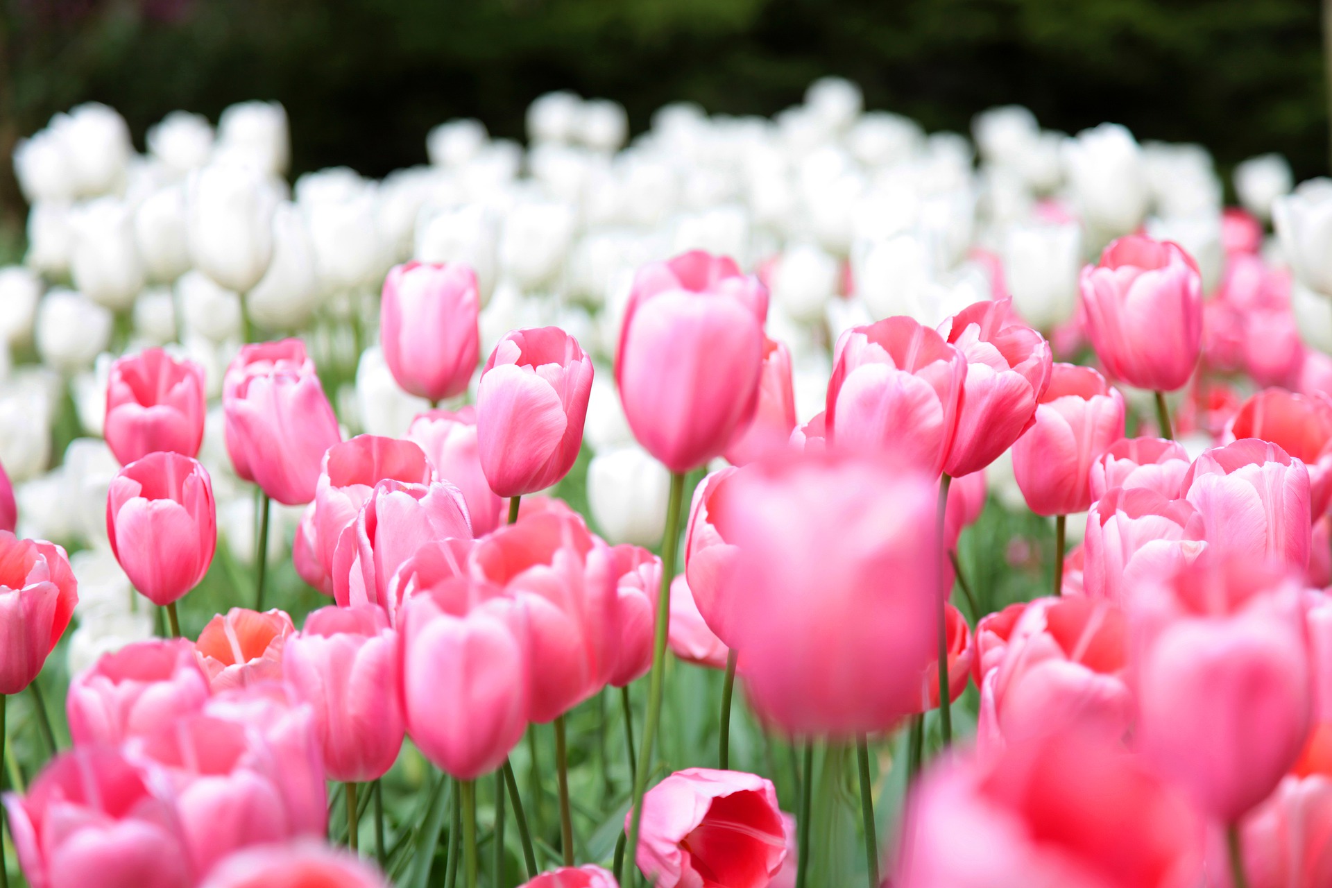 Imagen de unos tulipanes