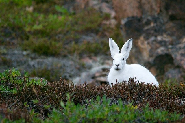 Fotografía de un conejo rodeado de unos matorranles