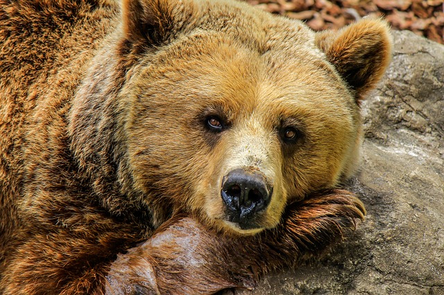 Fotografía de un oso marrón. 
