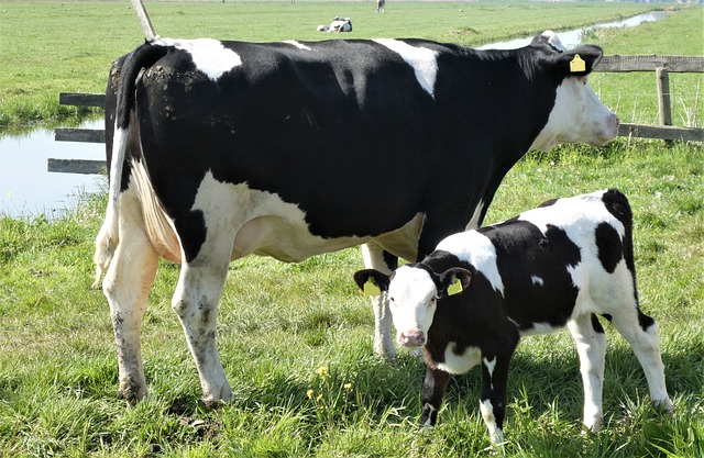 Fotografía dos vacas lecheras de color blanco y negro juntas en un prado