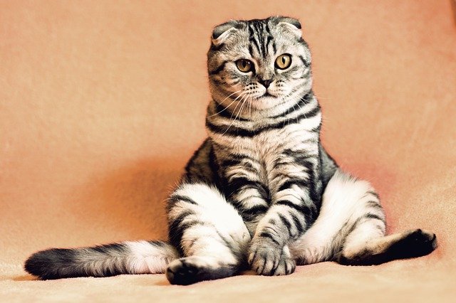 Fotografía de un gato doméstico sentado.