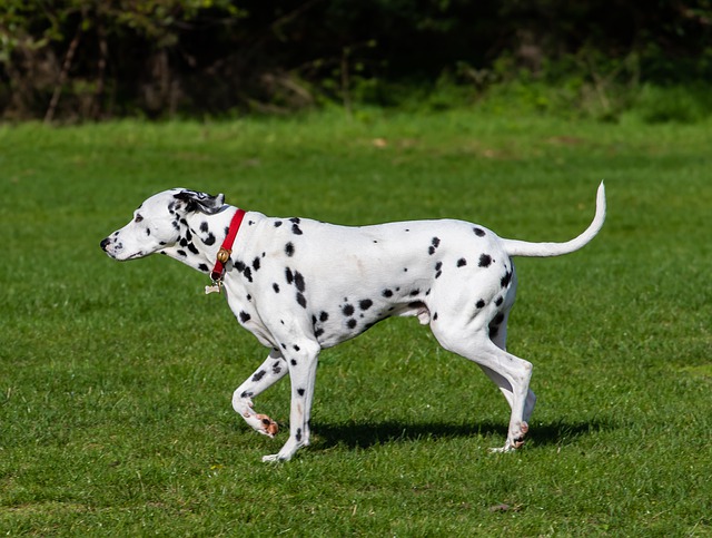 Fotografía de un perro dálmata corriendo por el campo. 
