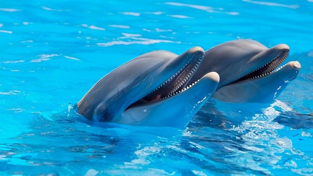Fotografía de dos delfines dentro de una piscina