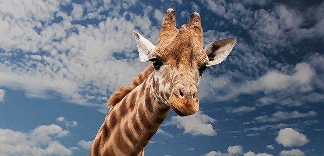 Una jirafa que muestra su cuello y cabeza
