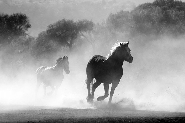 Fotografía de una serie de caballos corriendo por el campo.