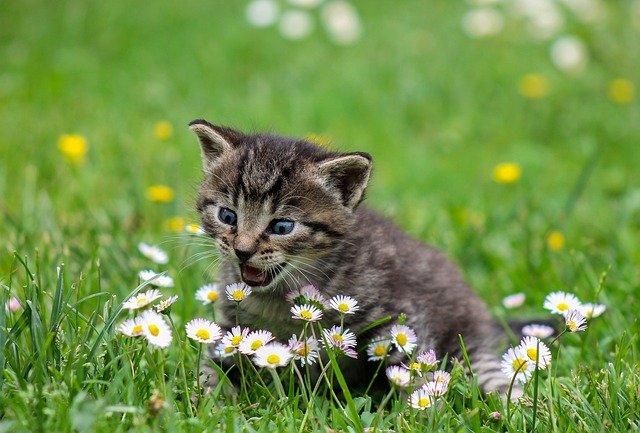 Un gato recien nacido juega con unas flores en el medio del campo 