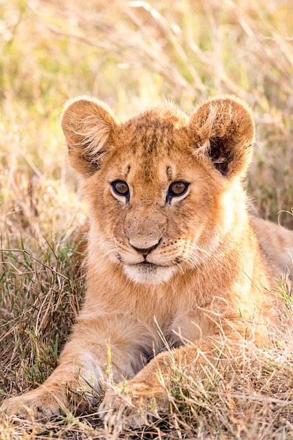 Una leona mira al objetivo de la cámara con una mirada de preocupación. 