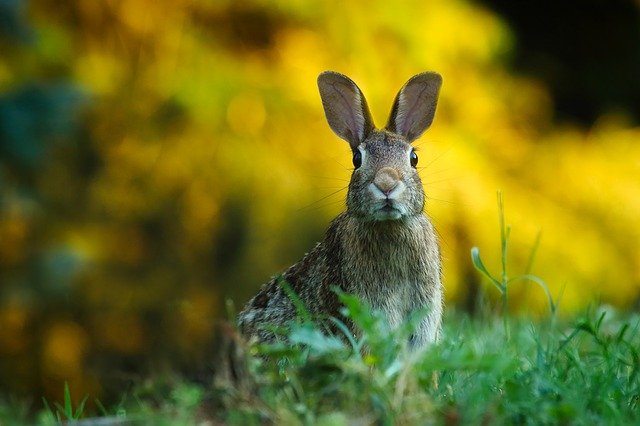 Fotografía de un conejo en posición de alerta.