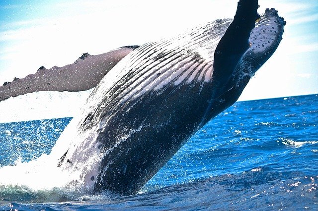 Fotografía de una ballena justo en el momento en el que cae. 