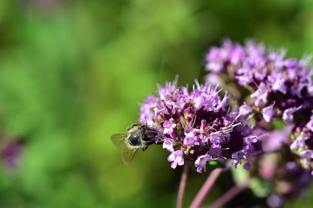 Bee taking pollen