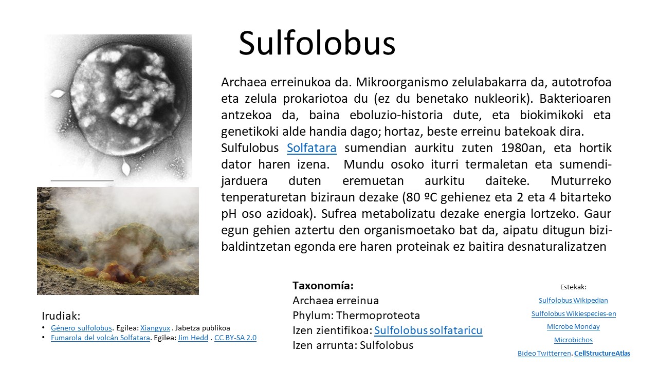 Ficha de la arqueobacteria Sulfolobus
