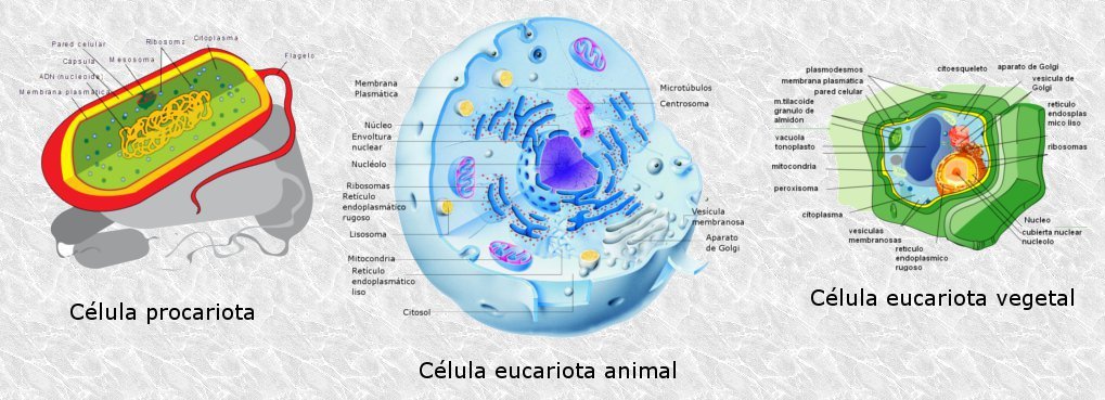 Tipos de celulas