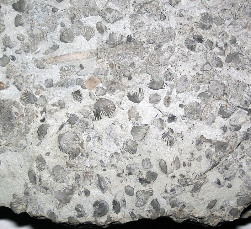 Caliza fosilífera