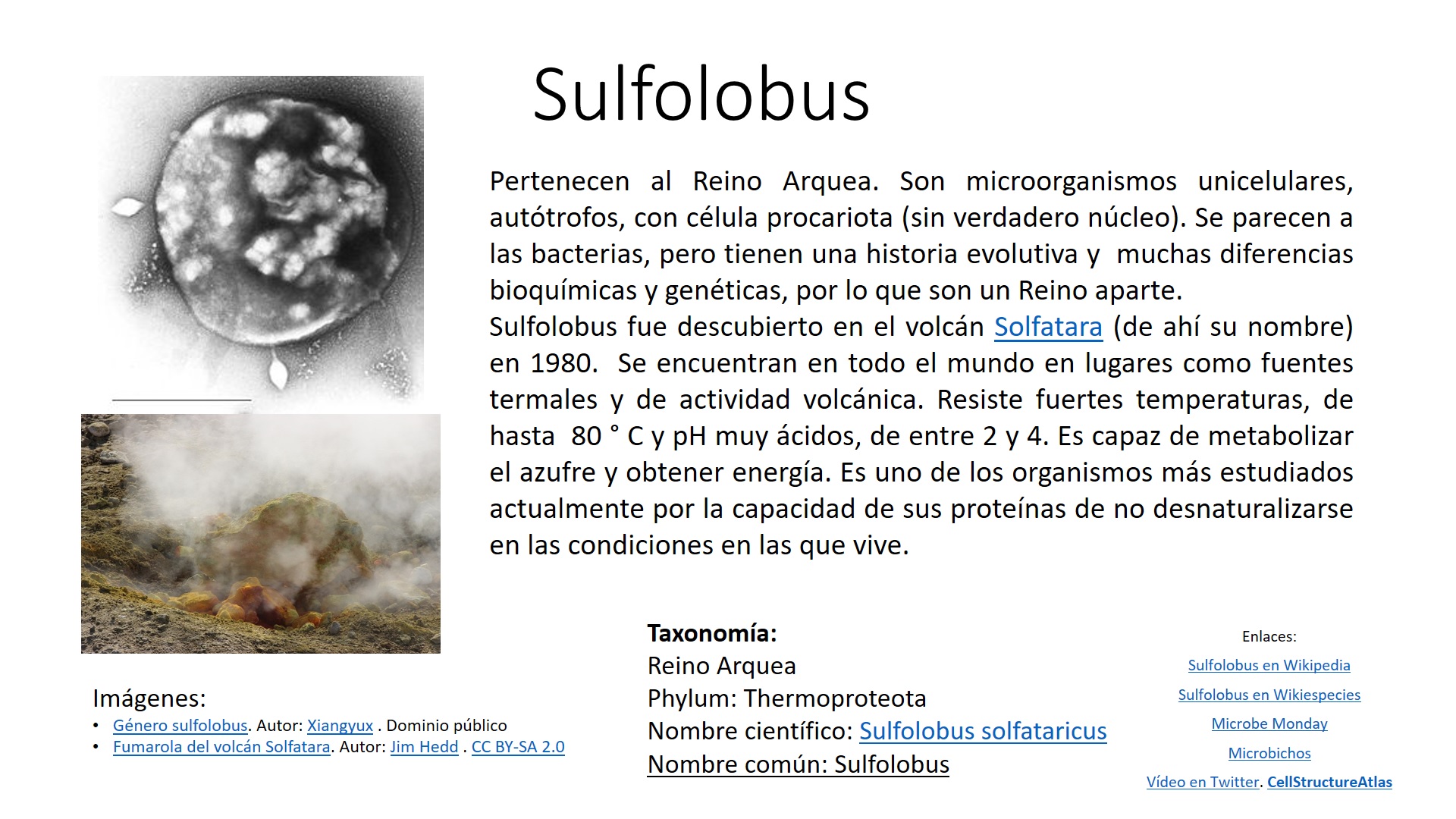 Ficha de la arqueobacteria Sulfolobus