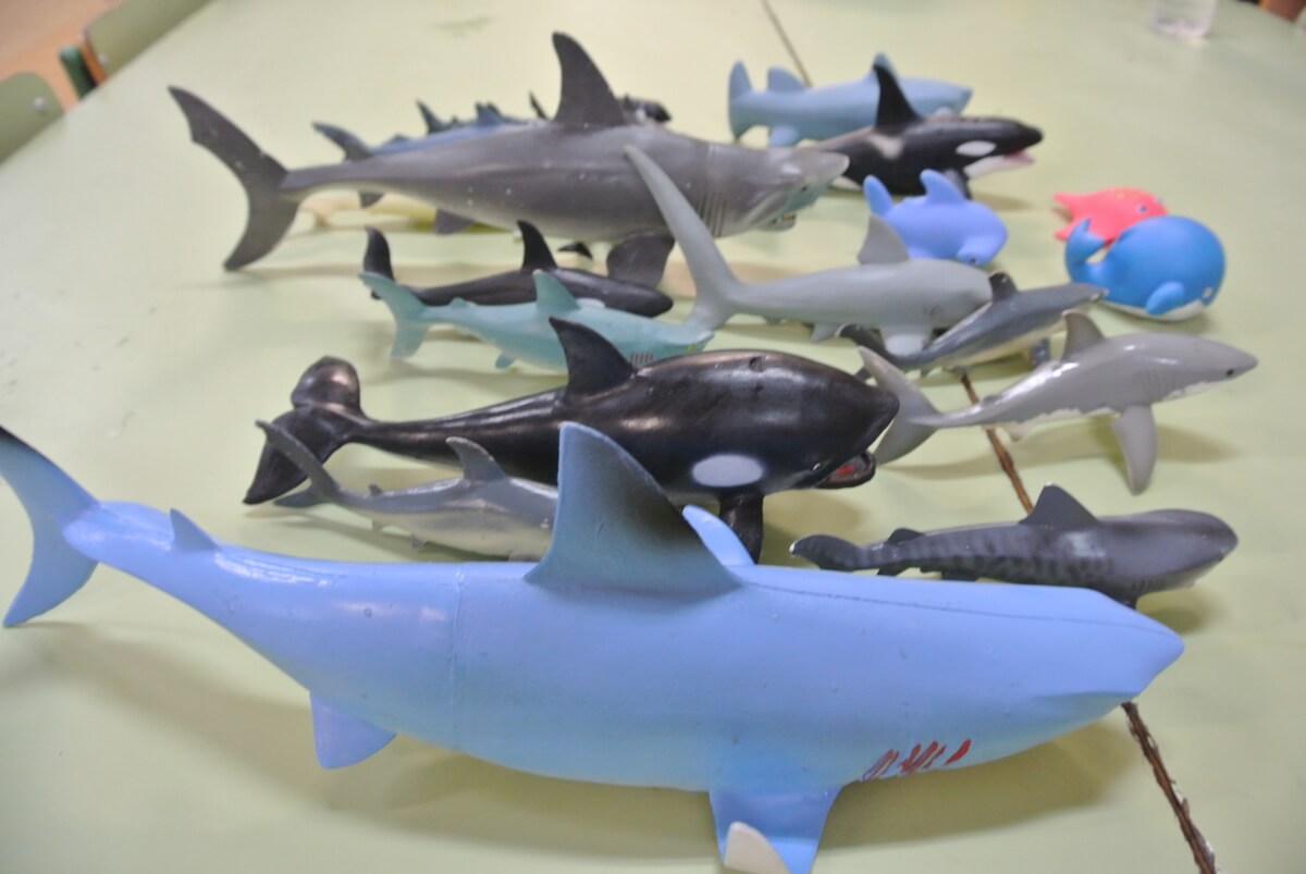 Morfoloxía tiburón
