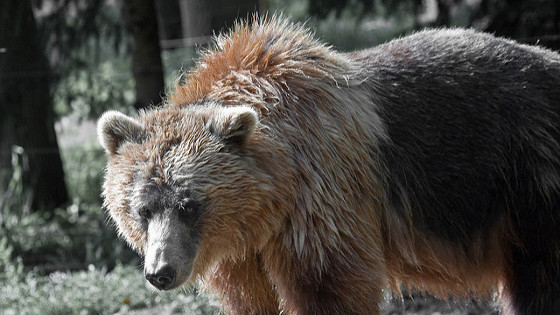 Toronto Zoo-grizzly bear